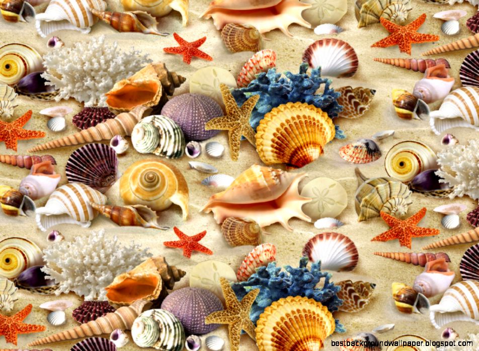 Seashells Wallpaper   WallpaperSafari