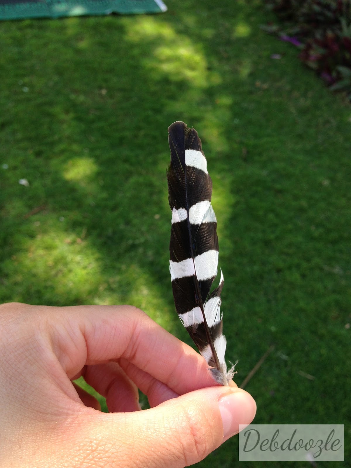 Debdoozle Framed Black and White Bird Feathers