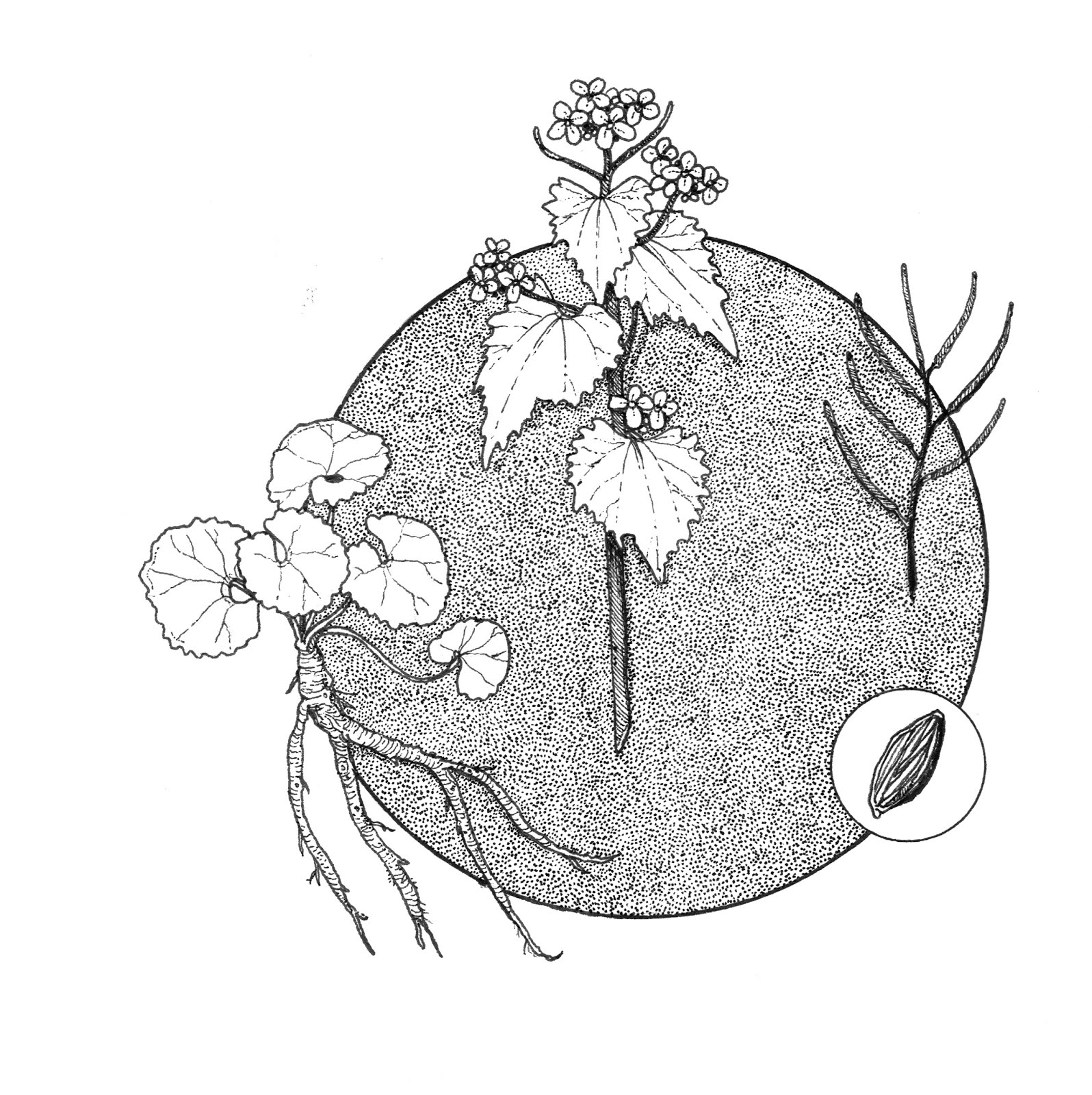 Sophie Argetsinger Garlic Mustard (2018)