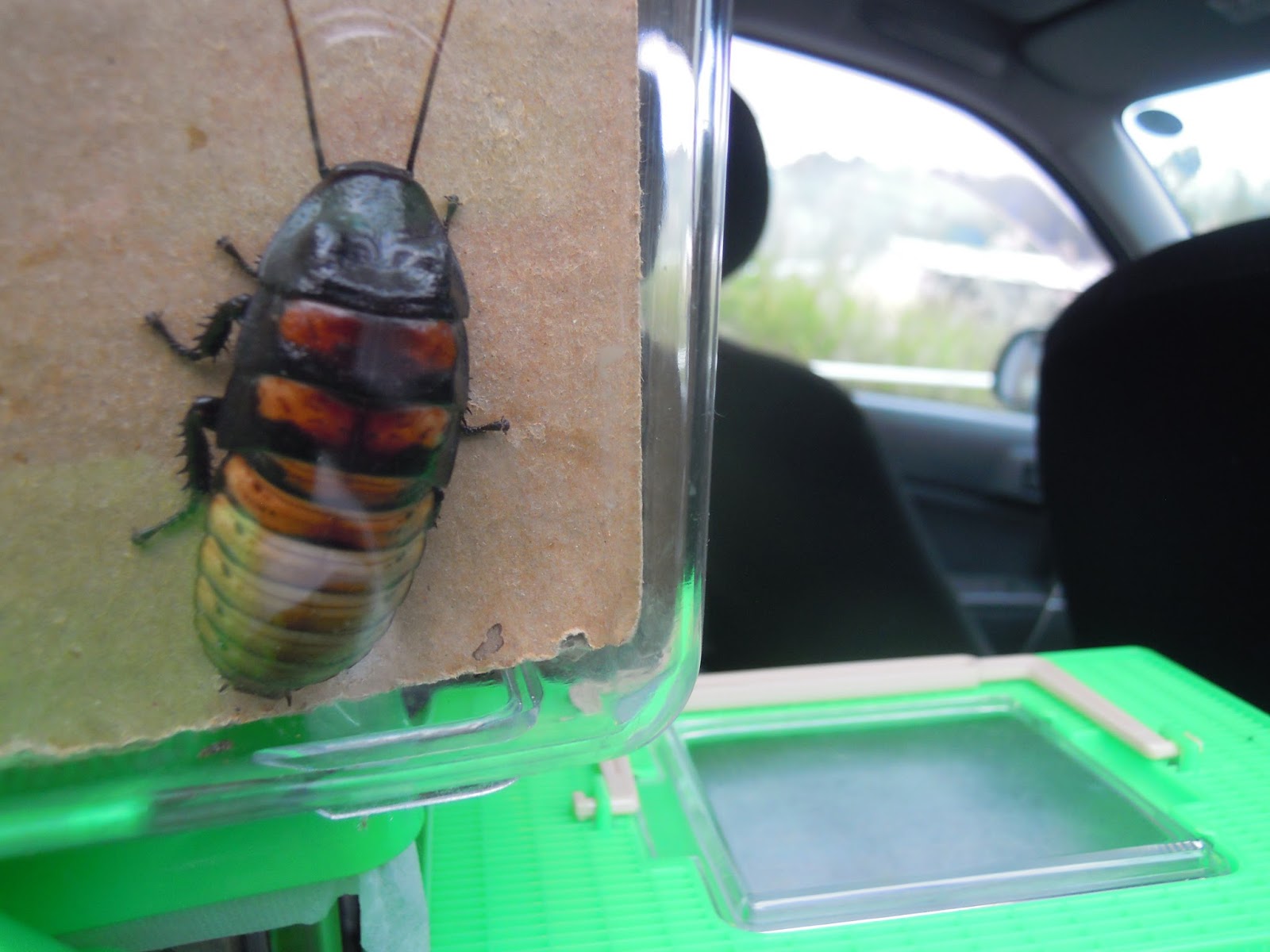 ほっと行動学 以前 大学祭で 世界の生きたゴキブリ展をやり遂げたゼミの学生がいた 私は彼のアパートから車に乗せてでかいでかいゴキブリ を大学に運んだ おい マジかよ