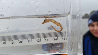 short snouted seahorse, River Thames