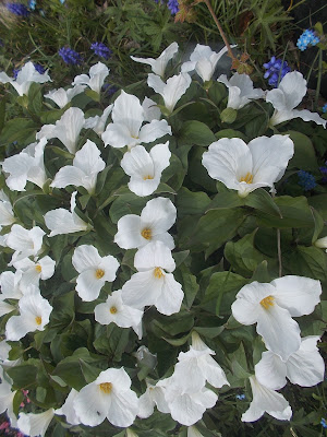 white trilliums flowers