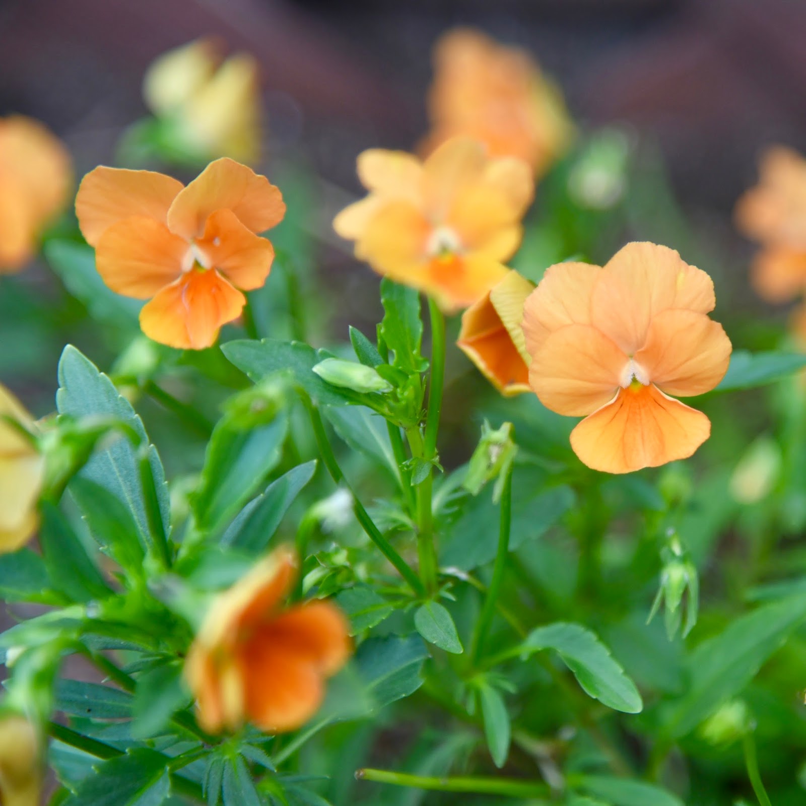 Creating a Foodie an honesttogoodness kitchen experience The