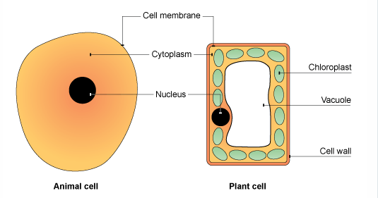 Science in Year 5: Animal cells and plant cells