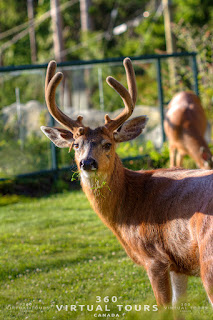 Deer Pender Island Poets Cove