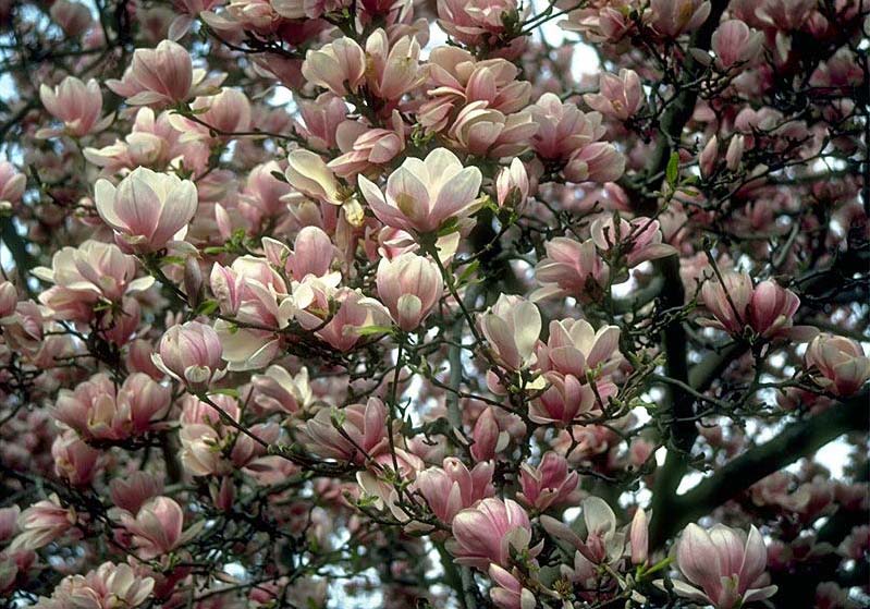 Beechwood Landscape Architecture and Construction Saucer Magnolia
