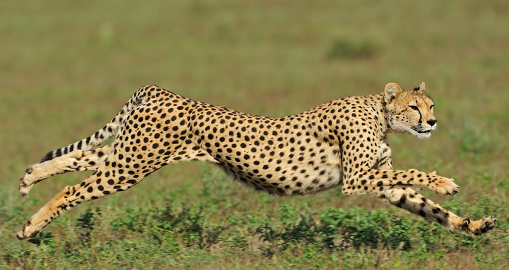 Hewan Darat Tercepat Info Unik Seputar Kita