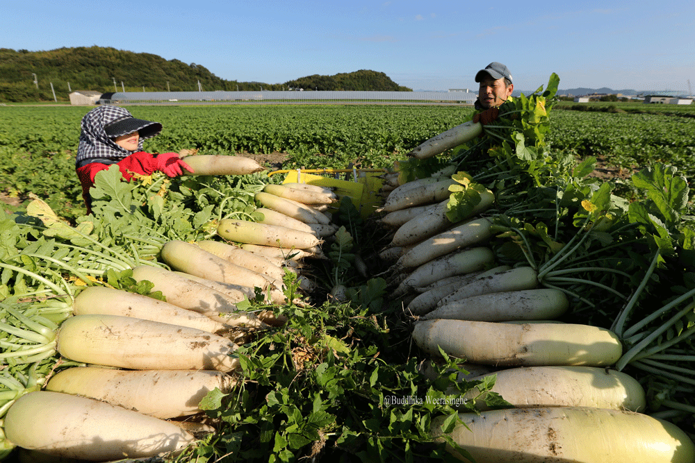 Buddhika Weerasinghe Daikon Radish Harvest And Drying