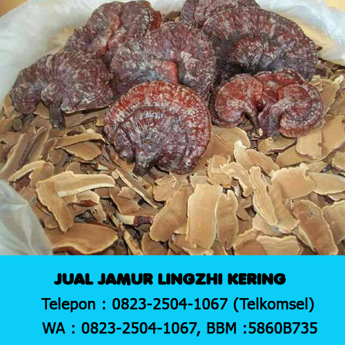 Jual Jamur Lingzhi Yogyakarta Wa 0823 1504 1067 (Tsel), Jogjakarta