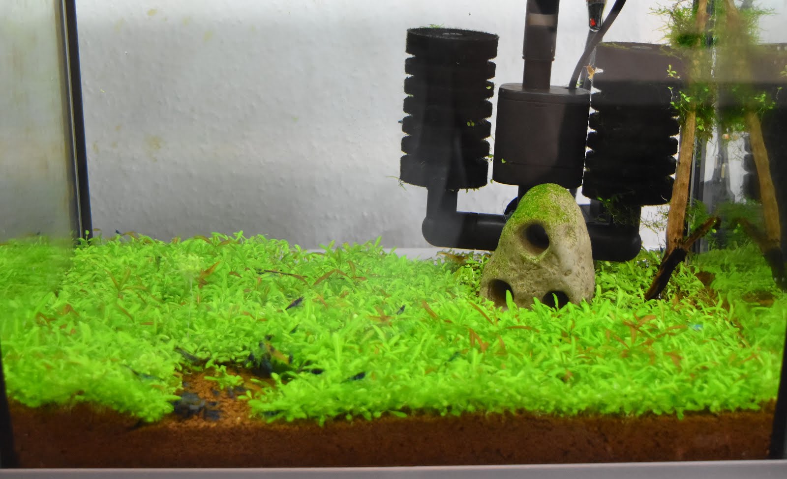 Bodendecker Samen Aquarium eine Sammlung schoner Blumenbilder