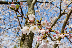 fnf hanami mobara simple viewing japan cherry since three