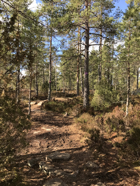 Klassarinkierros Nuuksiossa 8 Klassarinkierros Nuuksiossa 7