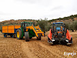 Harvesting Olives