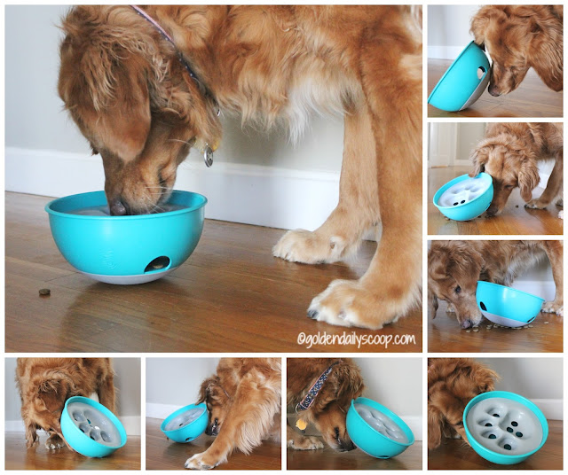 making mealtime fun for dogs, dog bowl puzzle