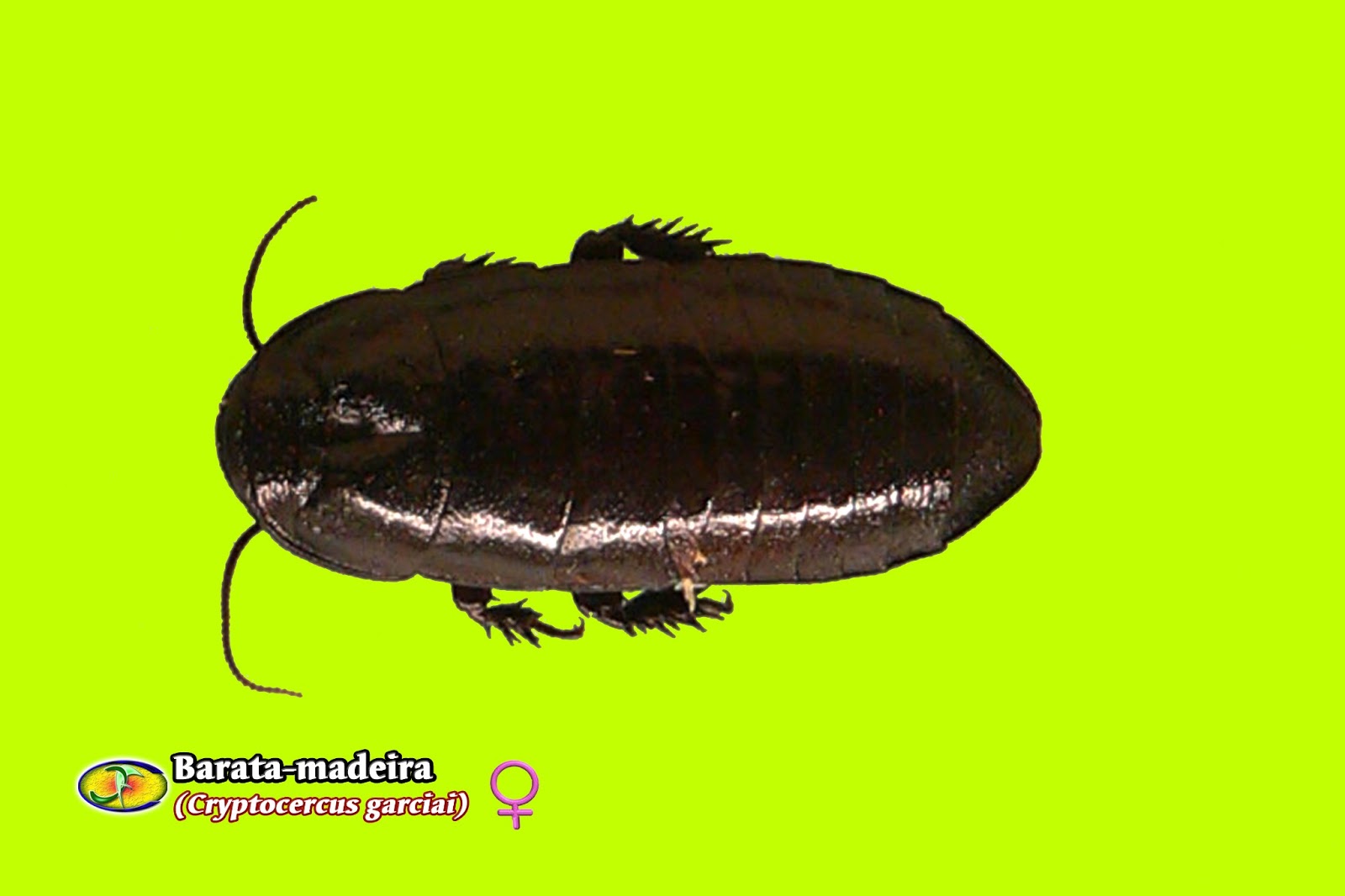 Fauna: Barata-da-madeira (Cryptocercus garciai)