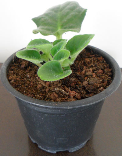 Afrika Meneksesi Yapraktan Yavru Uretimi