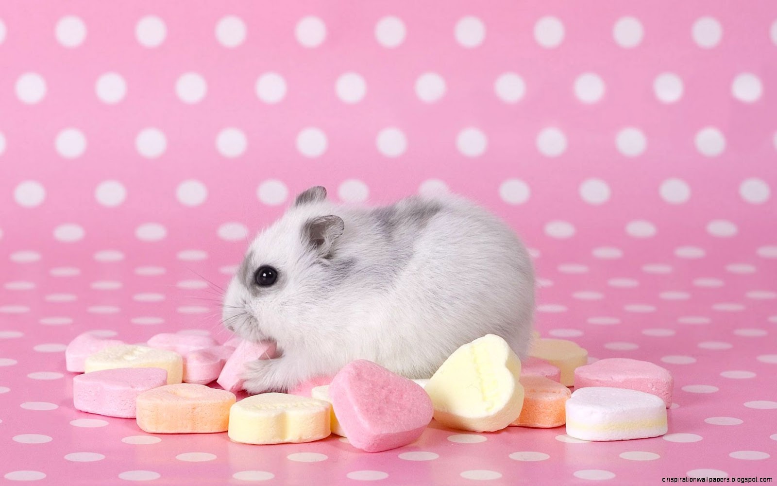Hamster Eating Candy