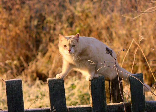 кот на заборе