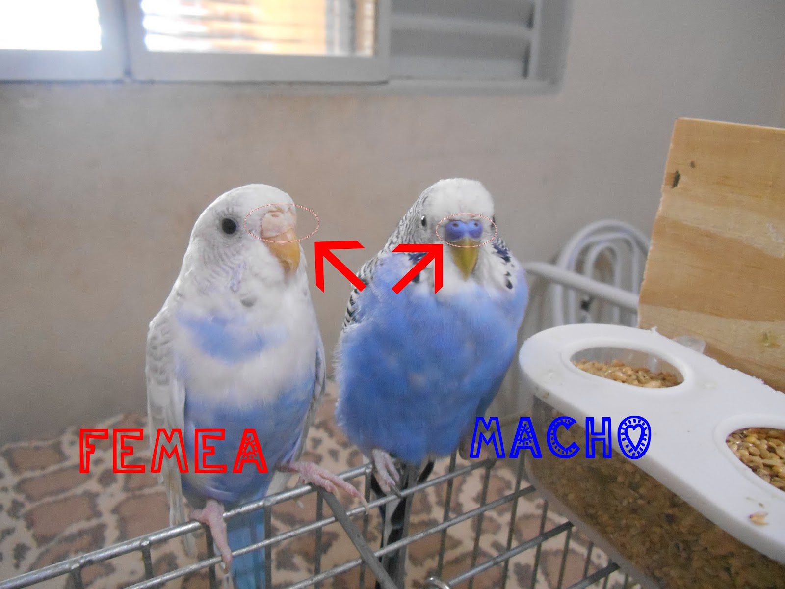 Dicas Pet: Como identificar o sexo do periquito australiano e calopsita