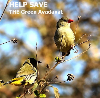 Help Save The Green Avadavat Mount Abu