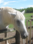 Hopewell Horse
