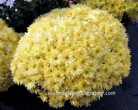 Yellow Chrysanthemum bush
