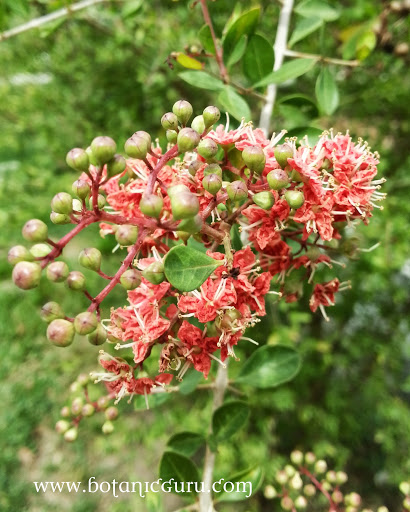 Lawsonia inermis, Henna flowers