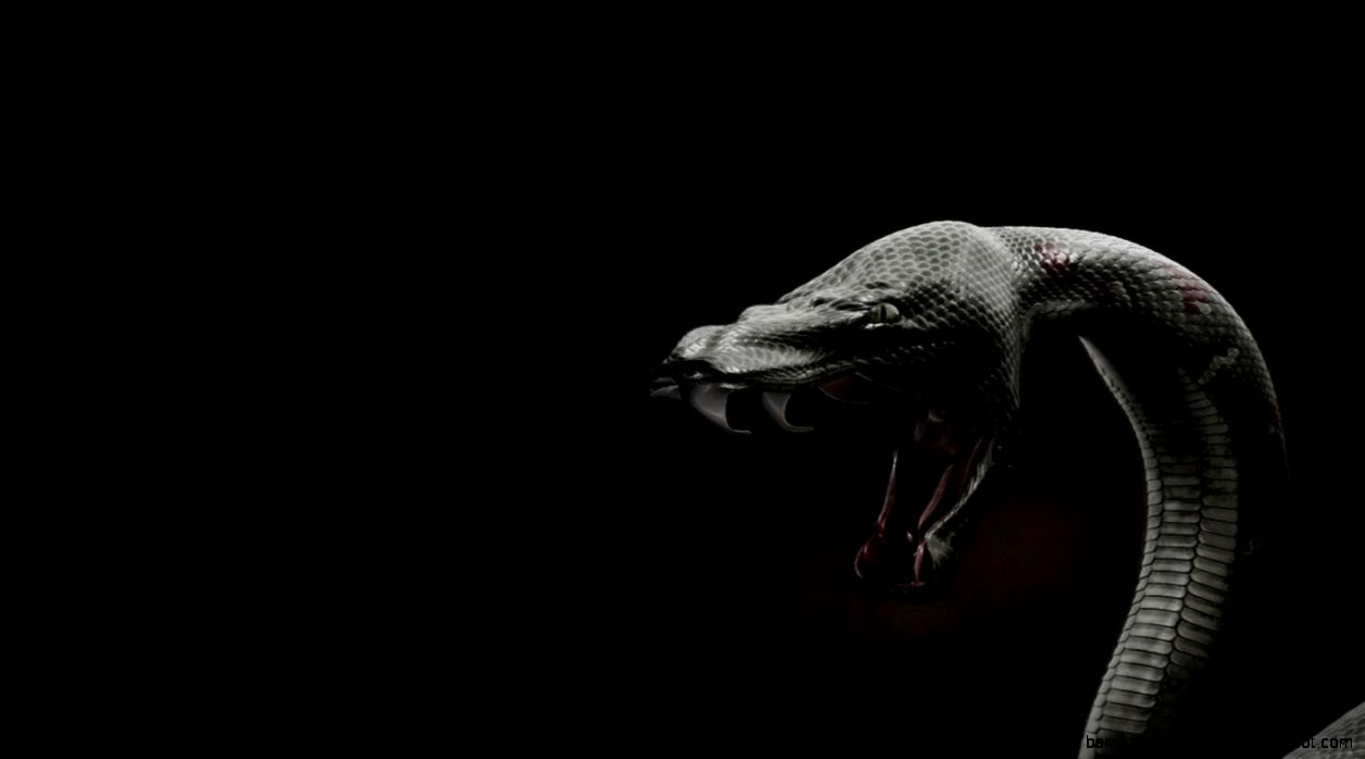 Snake Wallpaper Cool 716 Best  wallamz