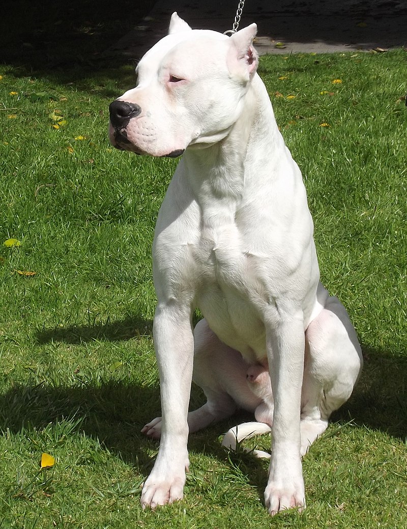 breeds of pets dogo argentino