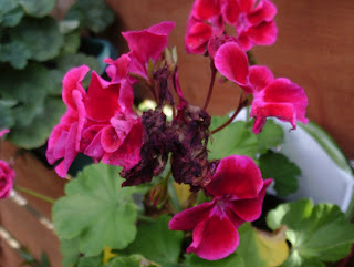 Geranium flower holiday proof your garden Green Fingered Blog Geranium flower holiday proof your garden Green Fingered Blog