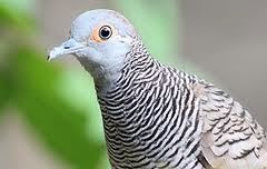 Gambar Foto Hewan: foto perkutut yang bagus