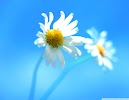 Windows 8 Default Wallpaper