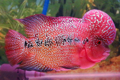 Ikan Louhan Kamfa alias Cing Hwa memang dikenal sebagai salah satu  Galeri Ikan Louhan Kamfa Kualitas Top
