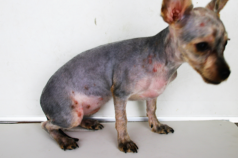 Veterinary, Photography and Travel Stories for vet students and pet