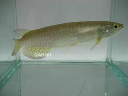 Budidaya Ikan Hias: Budidaya Ikan Arwana