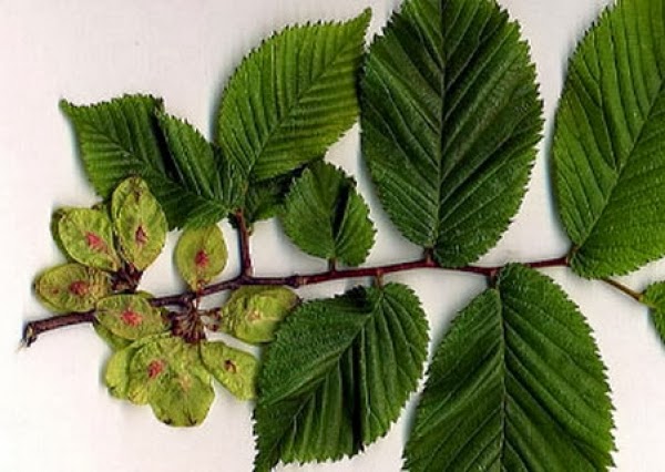 Лист Карагача Фото – Telegraph