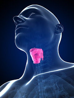 Larynx.jpg