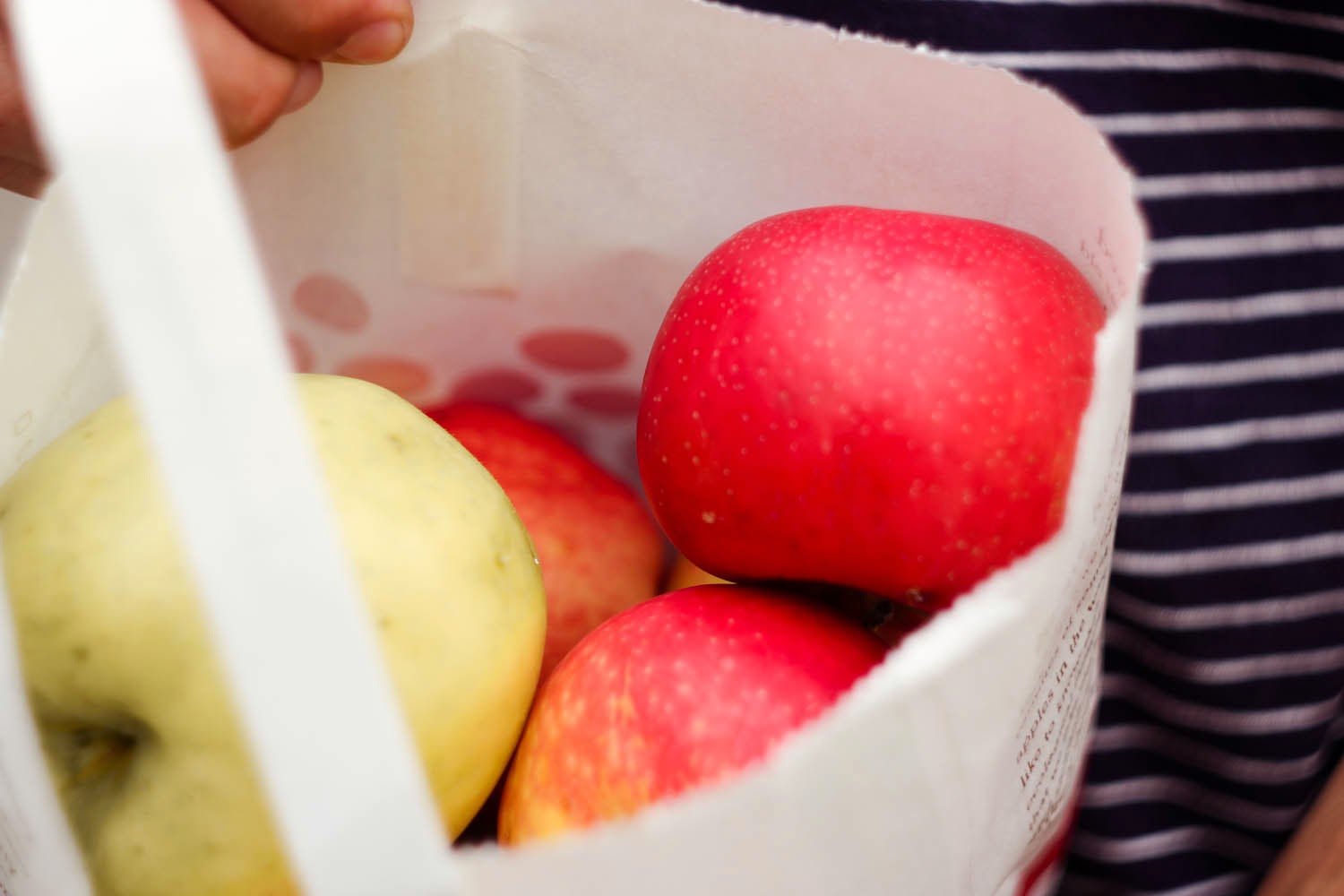 apple picking, stone ridge new york, apple picking, stone ridge new york