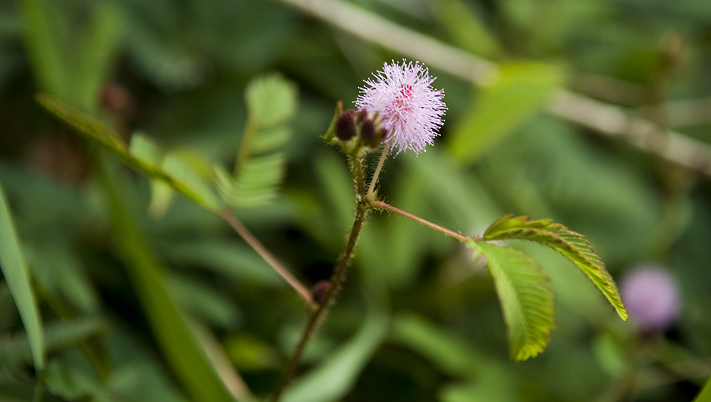 The 3 Foragers Foraging for Wild, Natural, Organic Food Wild Edibles