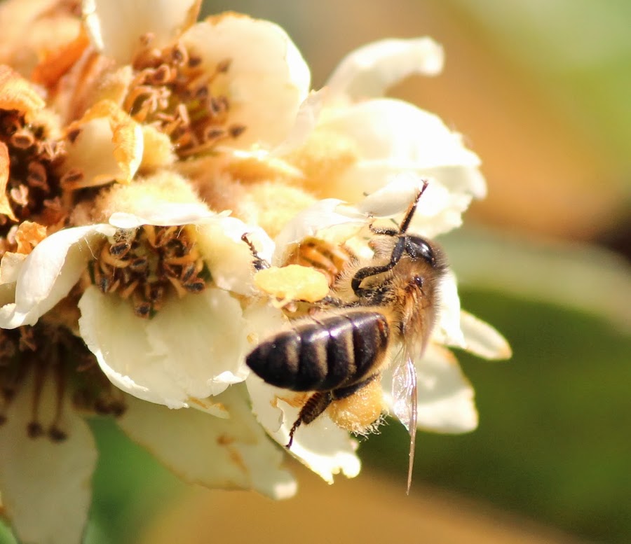 APIS MELLIFERA