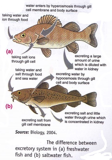 Excretory system in Animal ~ New Science Biology