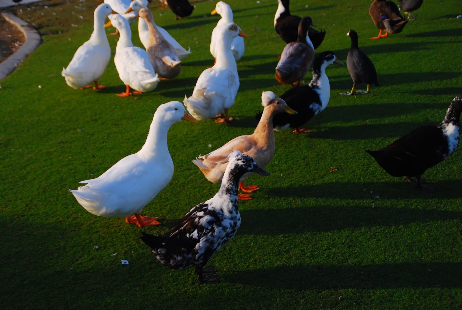 Deserts And Beyond Ducks At The Park ABC Wednesday 020514