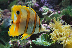 fish funny tropical animal animals aquarium backgrounds tank fishes desktop fun tanks freshwater very pretty aquariums