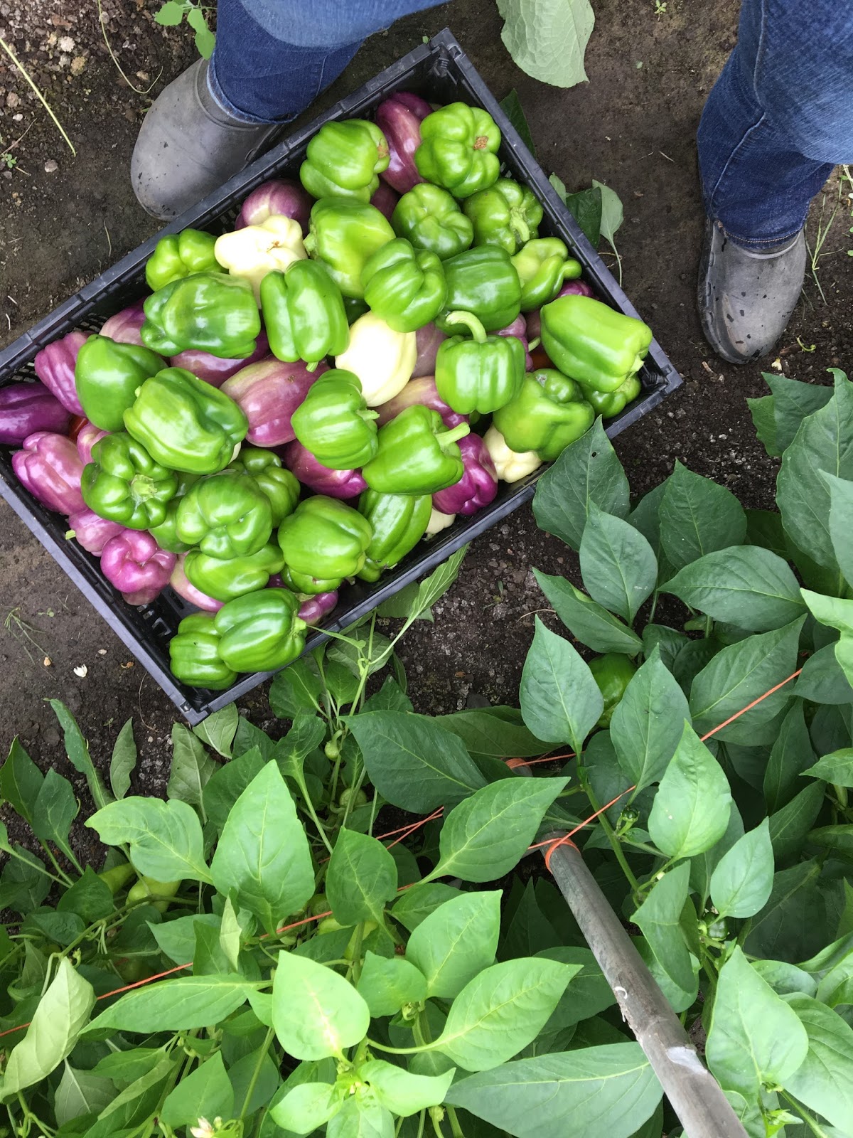 Pepper Plants For Sale, Red Hot Pepper Plant For Sale Stock Photo