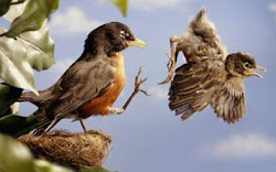 bird mama nest kicked martin resmed thinking thoughts machine please head put