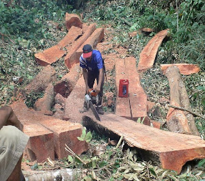 Kayu Balak Dari Pokok Tunjuk Langit