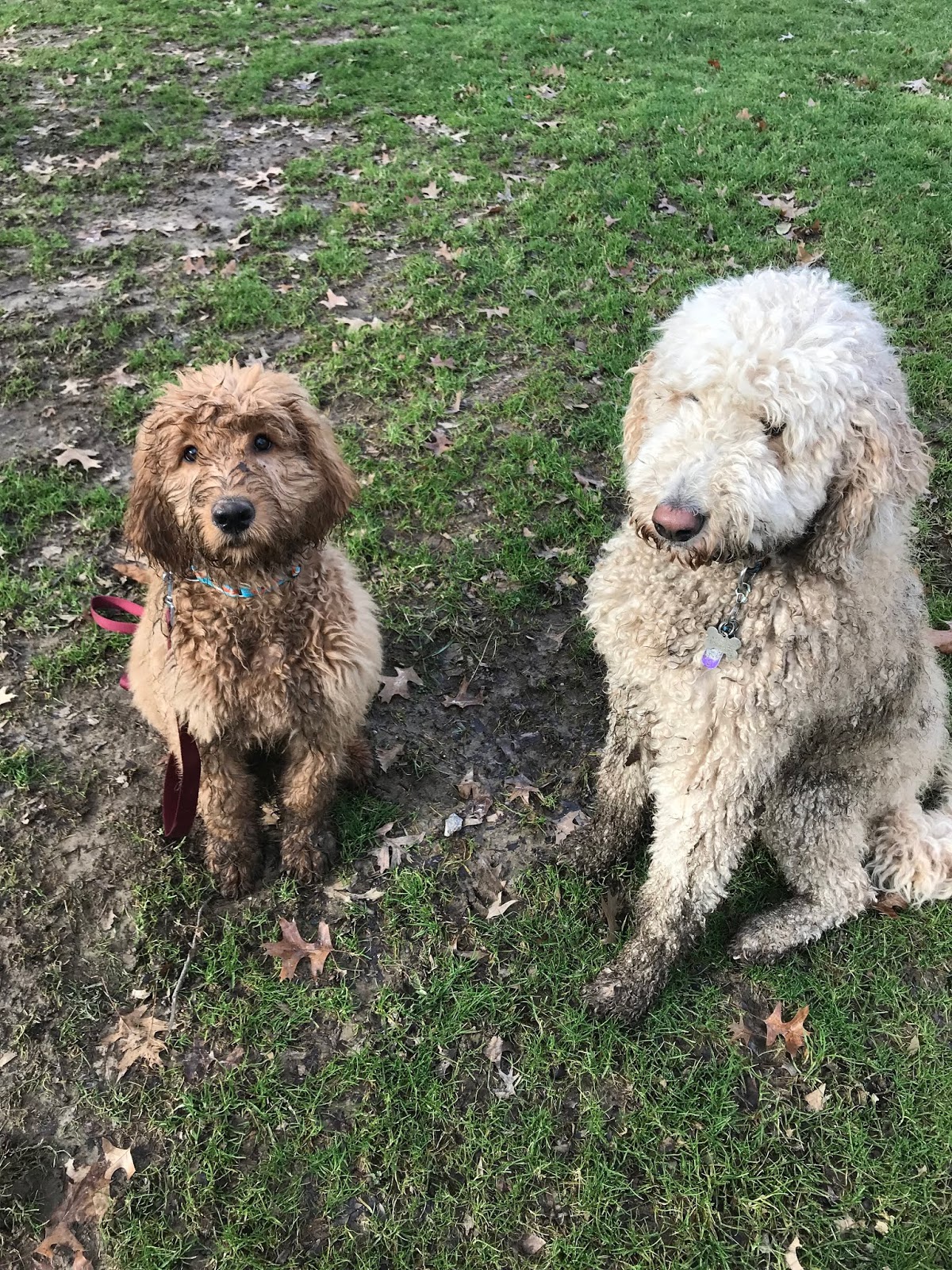 The dirty doodle