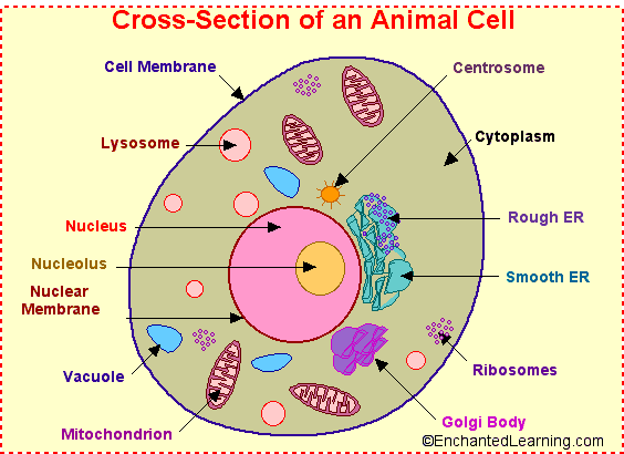 Bio Geo Nerd Cell Organelles