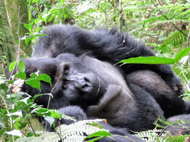 Beta male silverback of the Nkuringo Family of Mountain Gorillas in Uganda