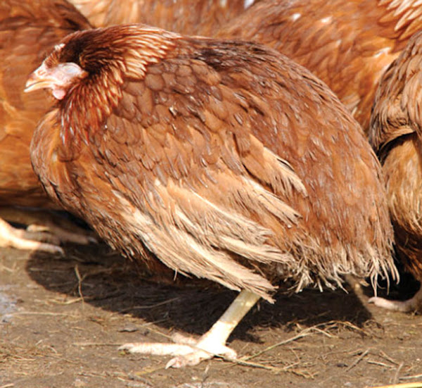 sick chicken symptoms, sick chicken symptom, symptoms of sick chicken, what are the symptoms of sick chicken